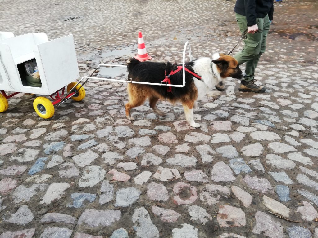 Ein Hund zieht einen kleinen Wagen