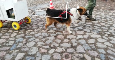 Ein Hund zieht einen kleinen Wagen