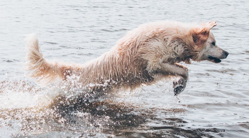 Hund springt im Wasser