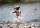 Hund springt aus dem Wasser