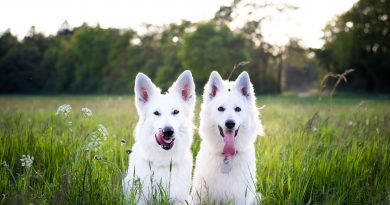Zwei weiße Hunde im Gras, hoffentlich nicht mit der Braunen Hundezecke befallen