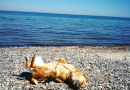 Hund wälzt sich am Strand
