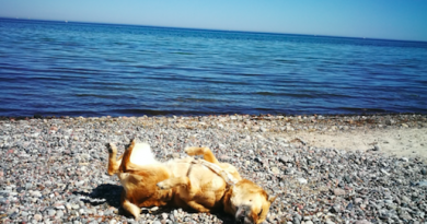 Hund wälzt sich am Strand