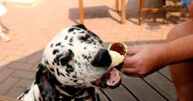 Dalmatiner isst Eiswaffel