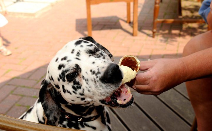 Dalmatiner isst Eiswaffel