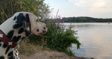Dalmatiner guckt auf die Dove-Elbe