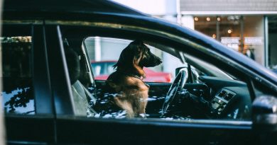 Hund sitzt auf dem Fahrersitz eines Autos