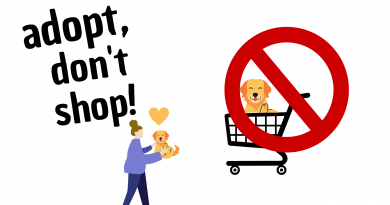Grafik adopt, don't shop