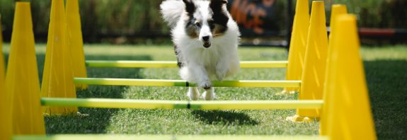 Ein Hund springt über einen Parcours aus Stangen