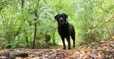 Schwarzer Labrador im Wald