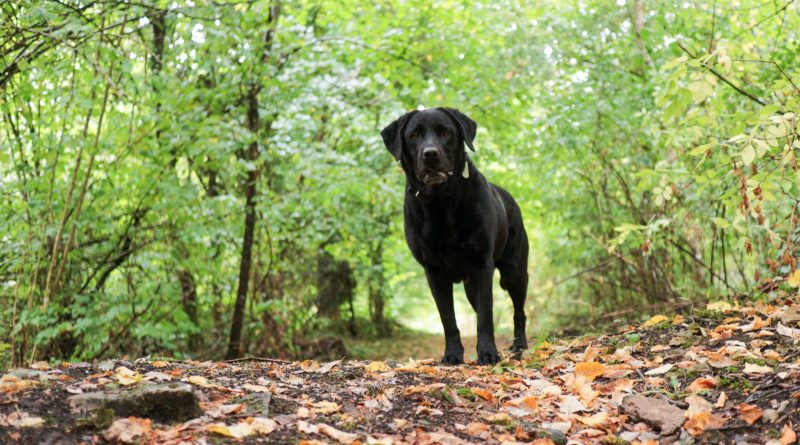 Schwarzer Labrador im Wald