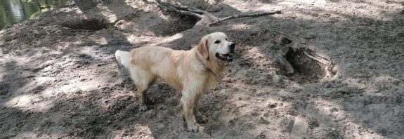 Golden Retriever am Kuperteich