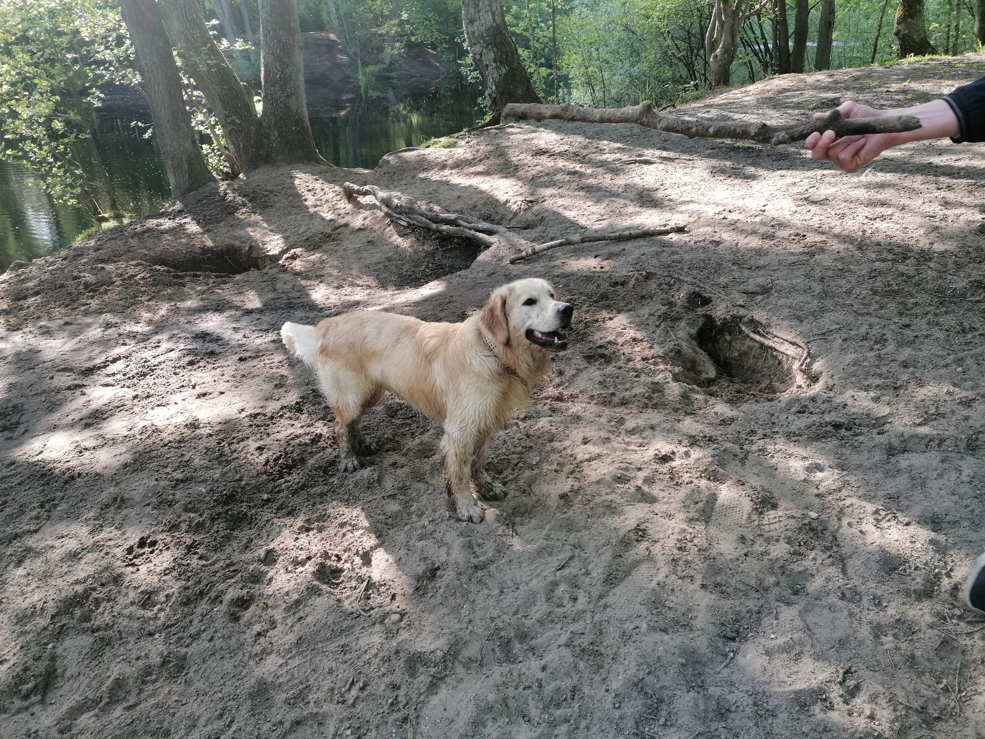 Hundeparadies im Norden: Kupferteich – bald mit offizieller Hundebadestelle?