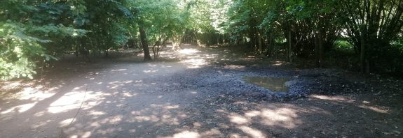 Wald im Höltigbaum