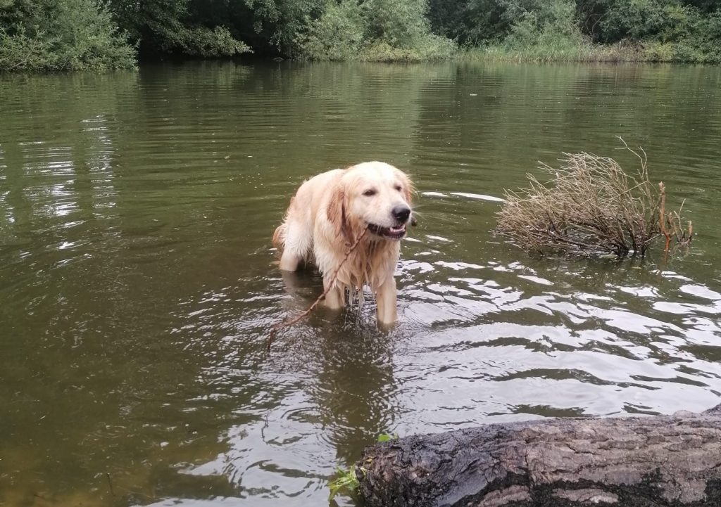 Hund badet im Teich