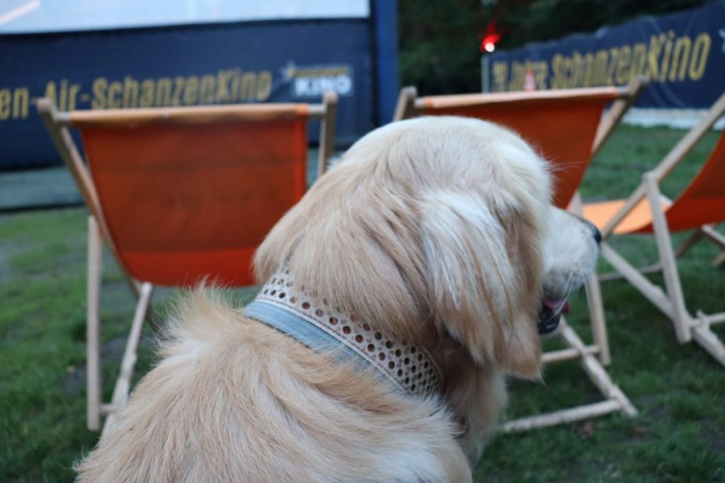 Hund sitzt im Bestuhlungsbereich des OpenAirKinos