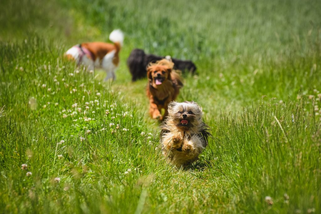 Hunde toben auf der Wiese