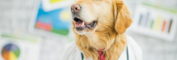 Golden Retriever mit Stetoskop