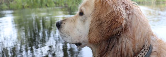 Hund Wasser