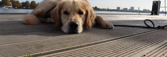 Golden Retriever am Fähranleger