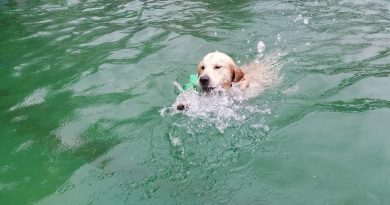 Hund schwimmt im Freibad im Becken
