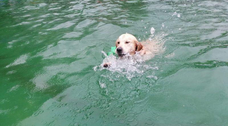 Hund schwimmt im Freibad im Becken