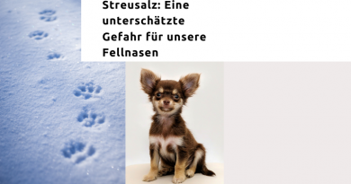 Streusalz: Gefahr für Hunde
