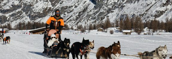 Huskys ziehen einen Hundeschlitten