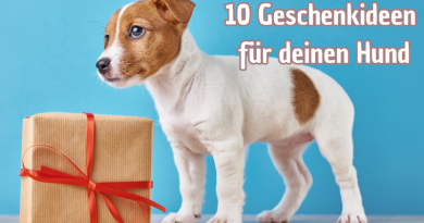 10 geschenkideen für deinen Hund
