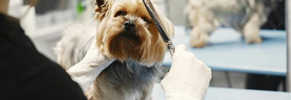 Hund beim Hundefriseur