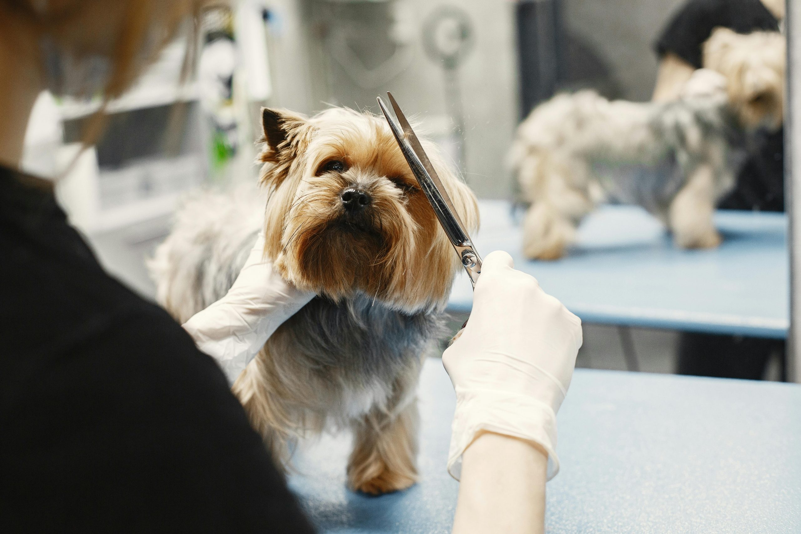 Jobs mit Hund: Hundefriseur – Ausbildung, Berufsaussichten & Co.
