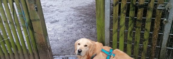 Hundeauslauf Kellinghusenstraße