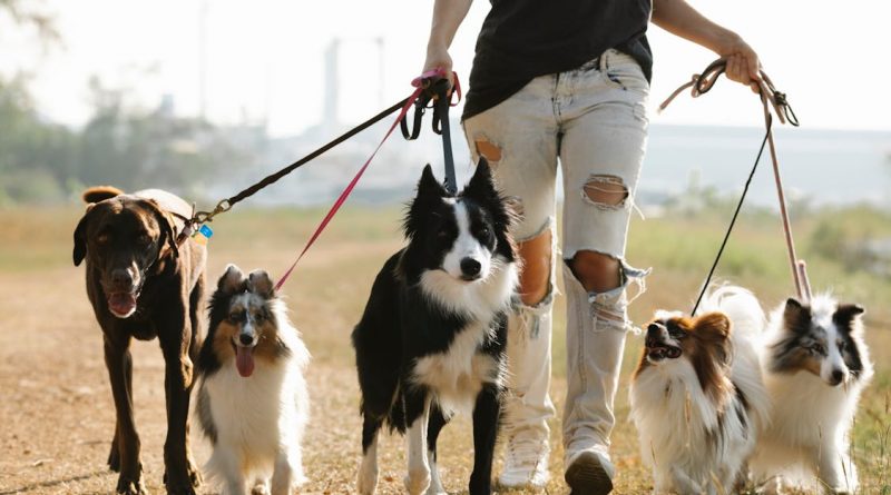 Ein Mann geht mit vielen Hunden an der Leine spazieren