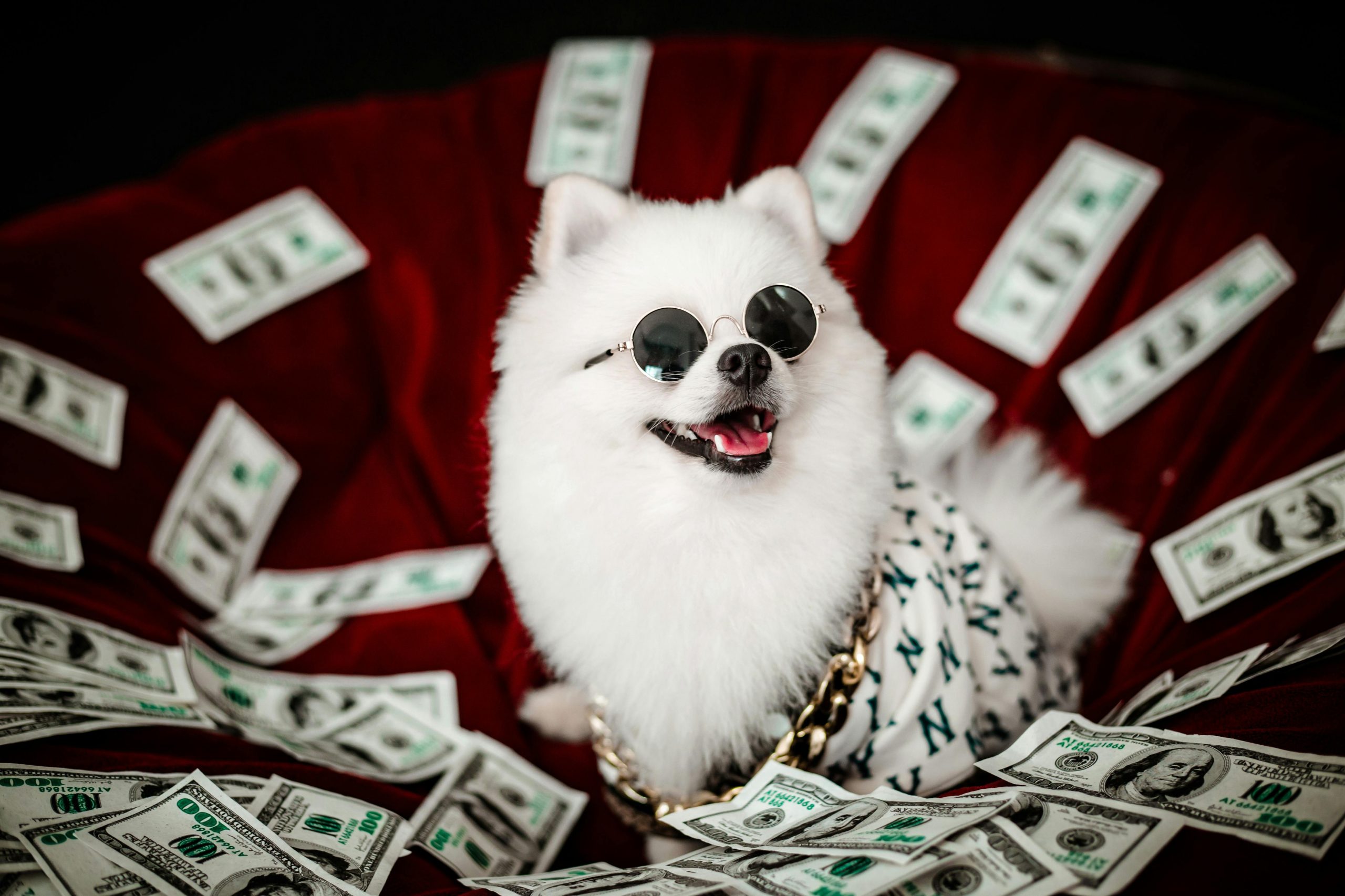 Geld verdienen mit Hunden: 10 Jobs mit Hunden