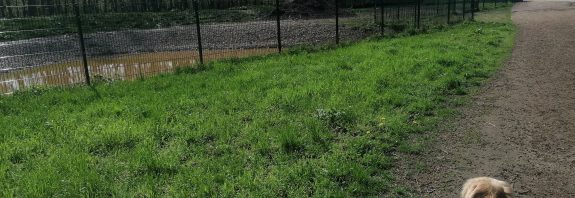 Der eingezäunte Hundeauslauf in Wilhelmsburg