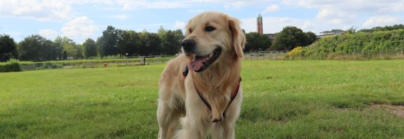 Hund auf der Hundewiese