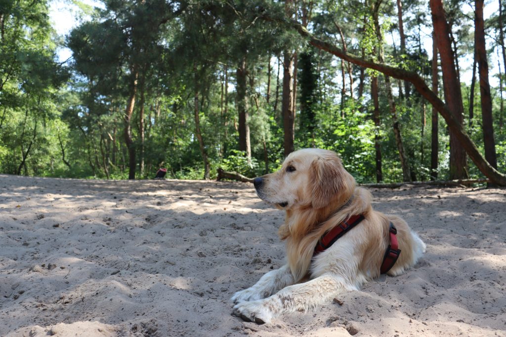 Mit Hund in den Sander Tannen
