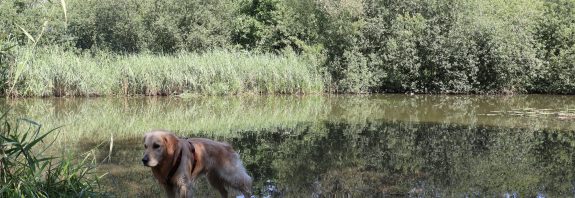 Die hundebadestelle
