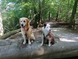 Zwei Hunde in Rade