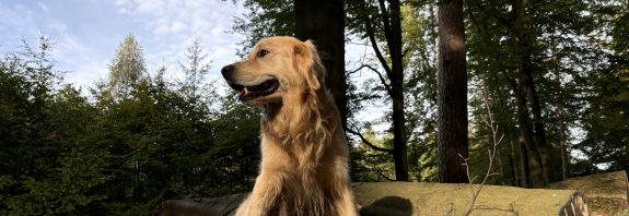 Hund auf Baumstämmen