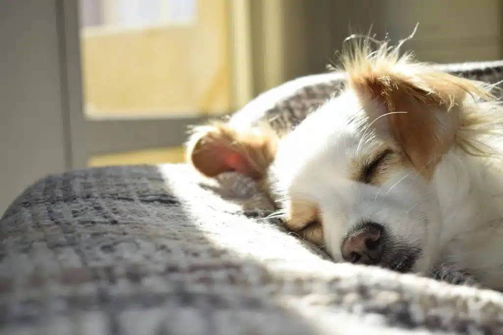 Schlafender Hund Bett