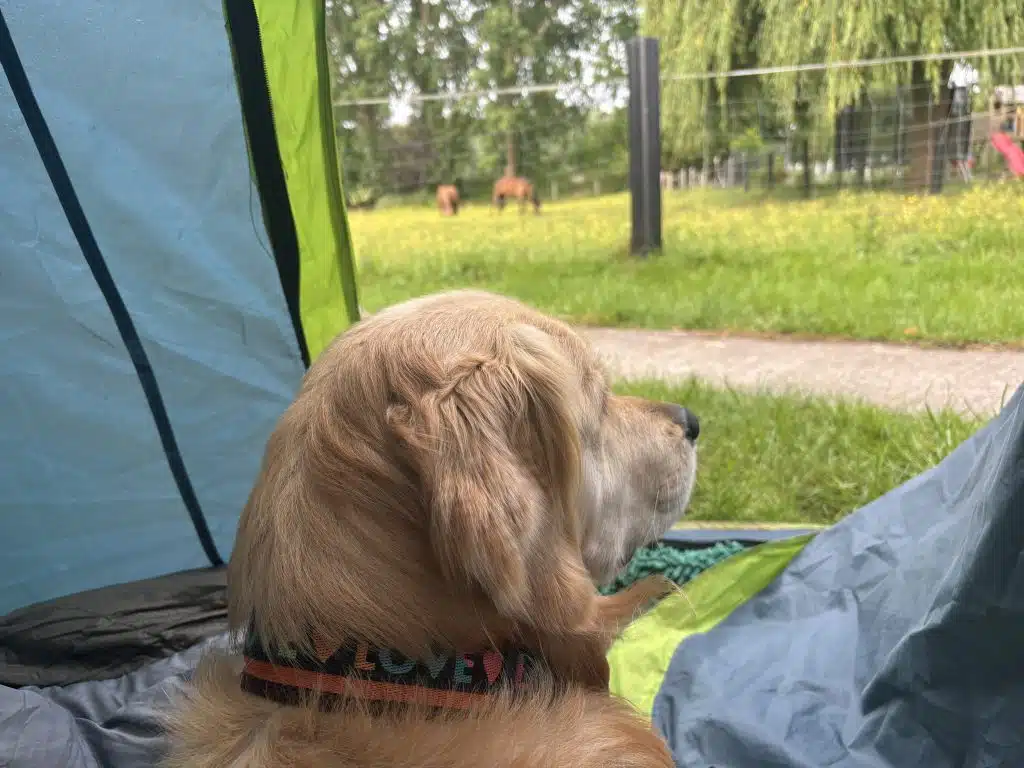 Hund im Zelt