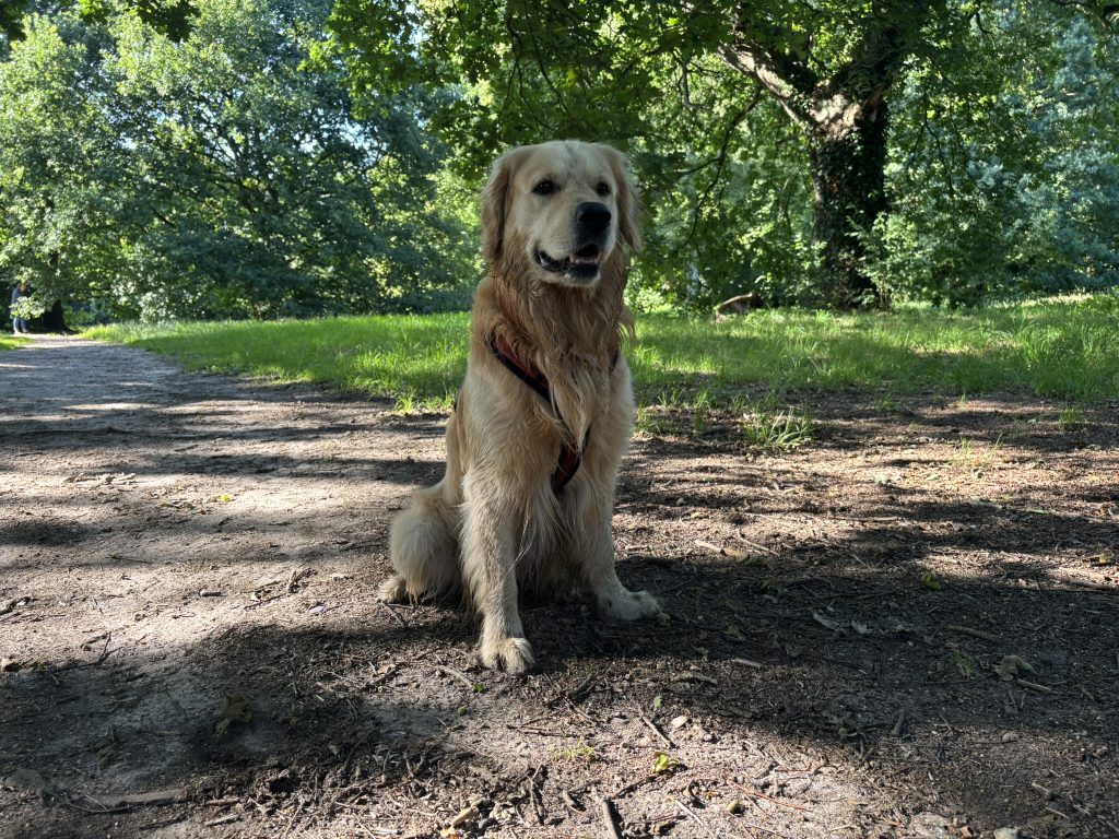Golden Retriever Kylo im Niendorfer Gehege