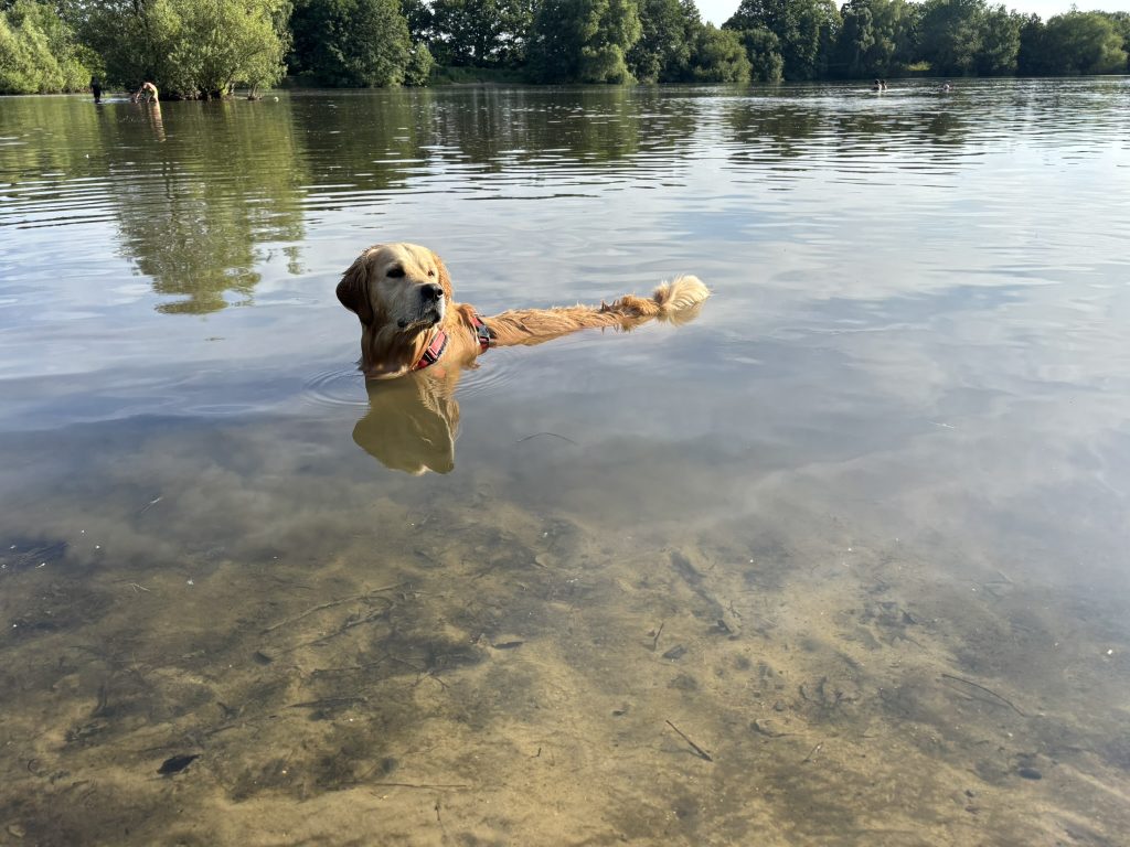 Kylo im Müllbergsee