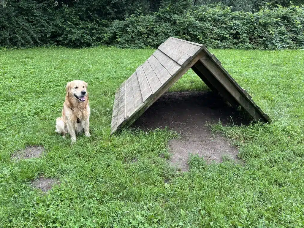 Kylo neben einer A-Wand im Hundeauslauf Berner Heerweg