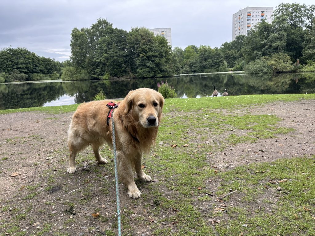 Kylo vor dem Rückhaltebecken Berner Au