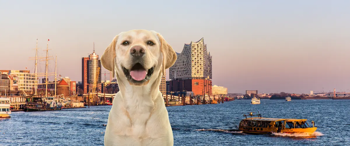 Hund in Hamburg