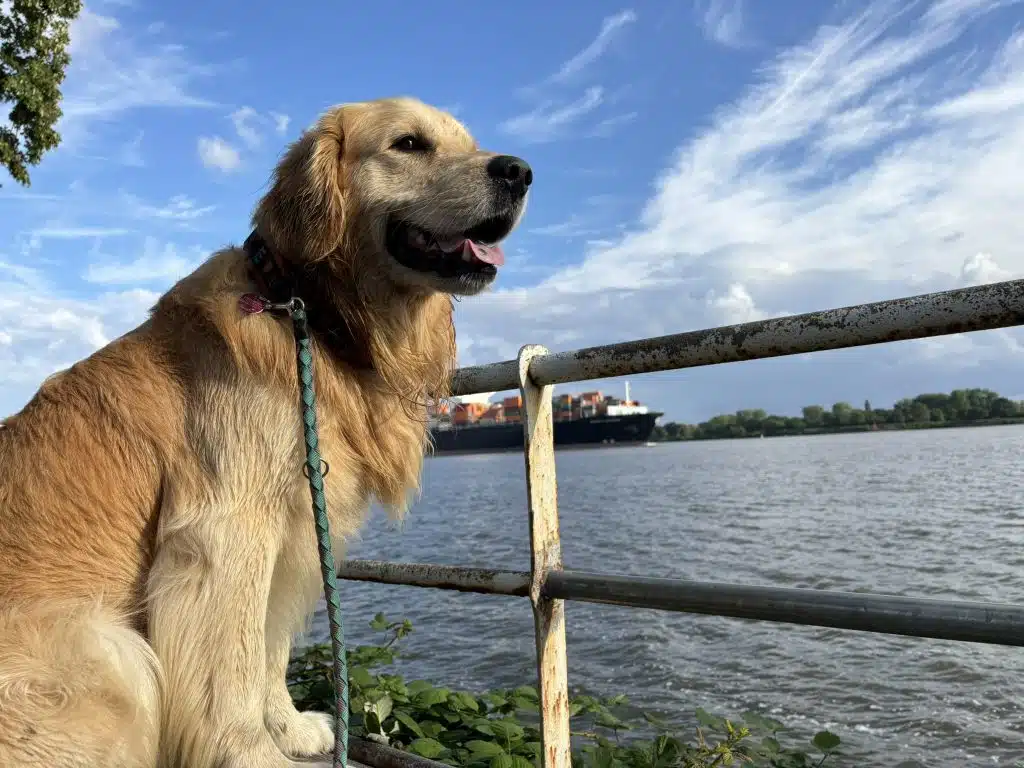Hund auf einer Bank an der Elbpromenade