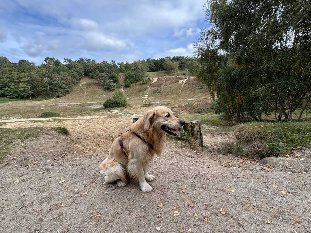Fischbeker Heide, Hundeauslauf & Kylo