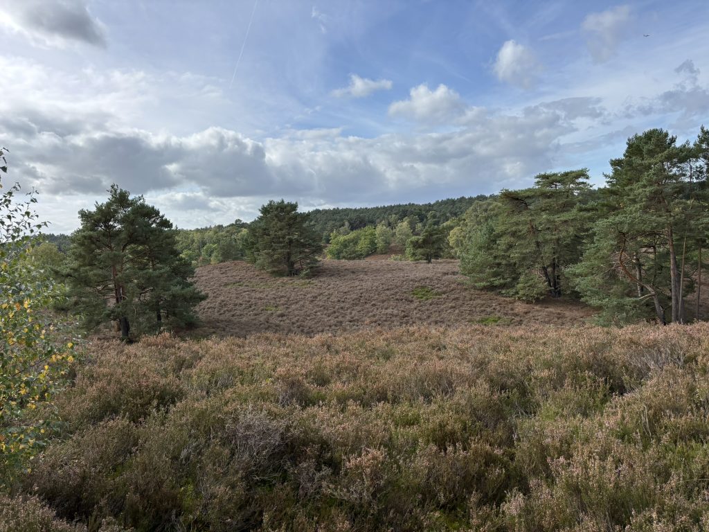 Fischbeker Heide